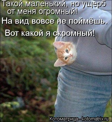 Такой маленький, но ущерб от меня огромный! На вид вовсе не поймёшь. Вот какой я скромный!... Котоматрица: Такой маленький, но ущерб от меня огромный! На вид вовсе не поймёшь. Вот какой я скромный!