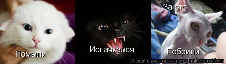Помыли Испачкался За это Побрили... Котоматрица: Помыли Испачкался За это Побрили