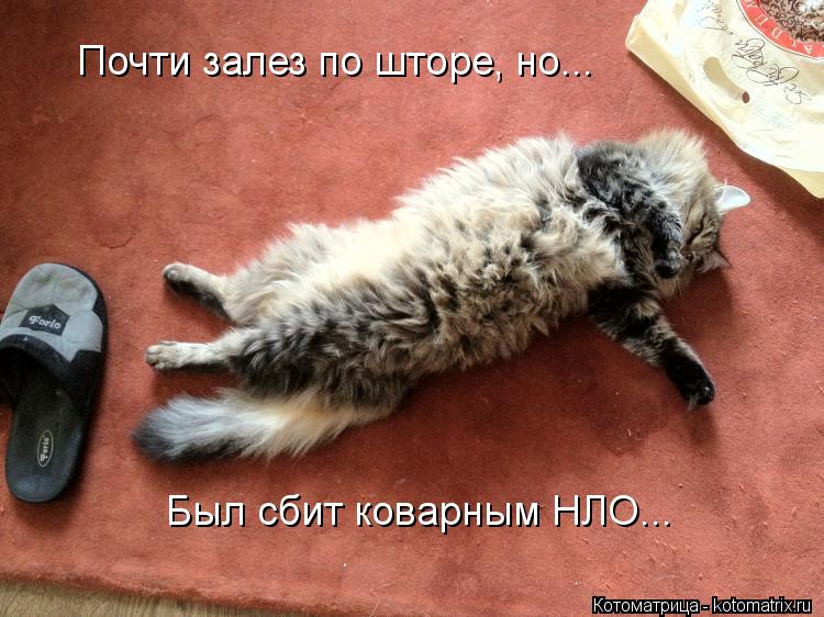 Почти залез по шторе, но... Был сбит коварным НЛО...... Котоматрица: Почти залез по шторе, но... Был сбит коварным НЛО...