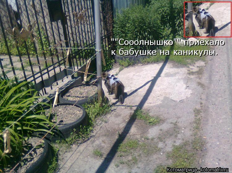 ""Сооолнышко"" приехало к бабушке на каникулы.... Котоматрица: ""Сооолнышко"" приехало к бабушке на каникулы.