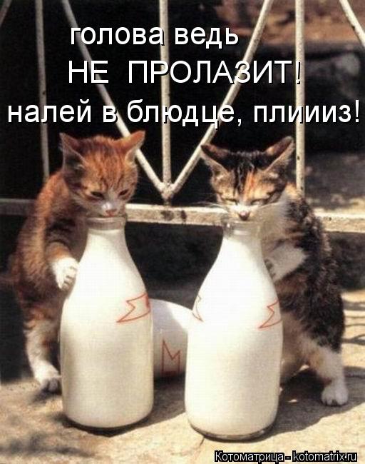 голова ведь НЕ ПРОЛАЗИТ! налей в блюдце, плиииз!... Котоматрица: голова ведь НЕ ПРОЛАЗИТ! налей в блюдце, плиииз!