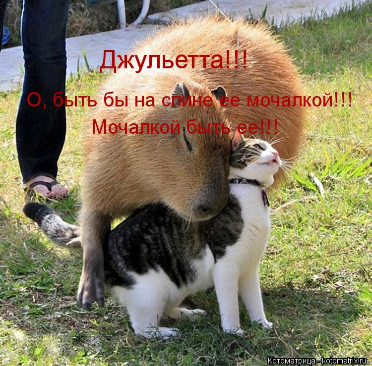 Джульетта!!! О, быть бы на спине ее мочалкой!!! Мочалкой быть ее!!!... Котоматрица: Джульетта!!! О, быть бы на спине ее мочалкой!!! Мочалкой быть ее!!!