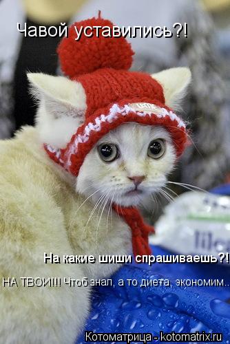 Чавой уставились?! На какие шиши спрашиваешь?! НА ТВОИ!!! Чтоб знал, а то диета, экономим...... Котоматрица: Чавой уставились?! На какие шиши спрашиваешь?! НА ТВОИ!!! Чтоб знал, а то диета, экономим...