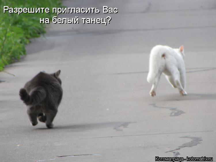 Разрешите пригласить Вас на белый танец?... Котоматрица: Разрешите пригласить Вас на белый танец?