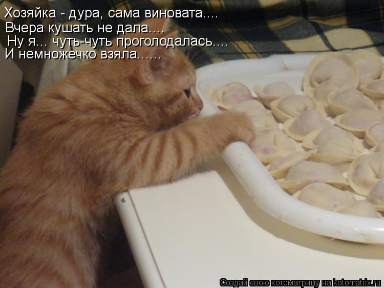 Хозяйка - дура, сама виновата.... Вчера кушать не дала.... Ну я... чуть-чуть проголодалась.... И немн... Котоматрица: Хозяйка - дура, сама виновата.... Вчера кушать не дала.... Ну я... чуть-чуть проголодалась.... И немножечко взяла......