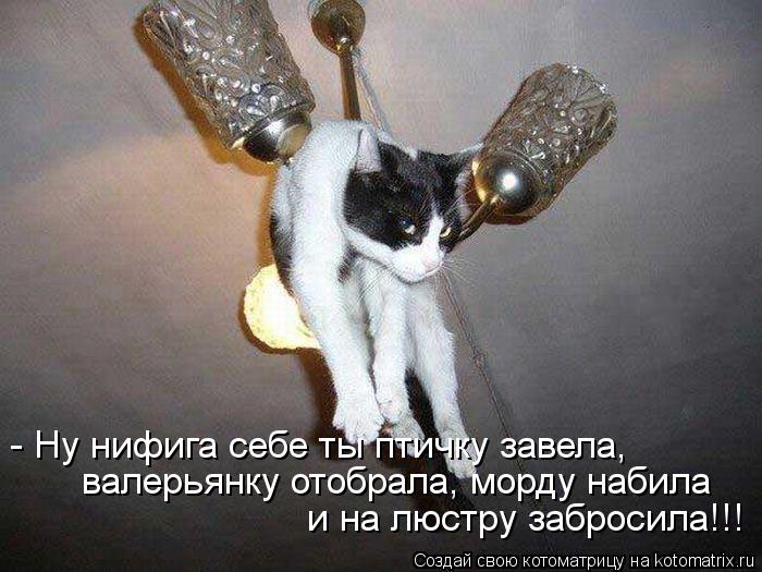 - Ну нифига себе ты птичку завела, валерьянку отобрала, морду набила и на люстру забросила!!!... Котоматрица: - Ну нифига себе ты птичку завела, валерьянку отобрала, морду набила и на люстру забросила!!!
