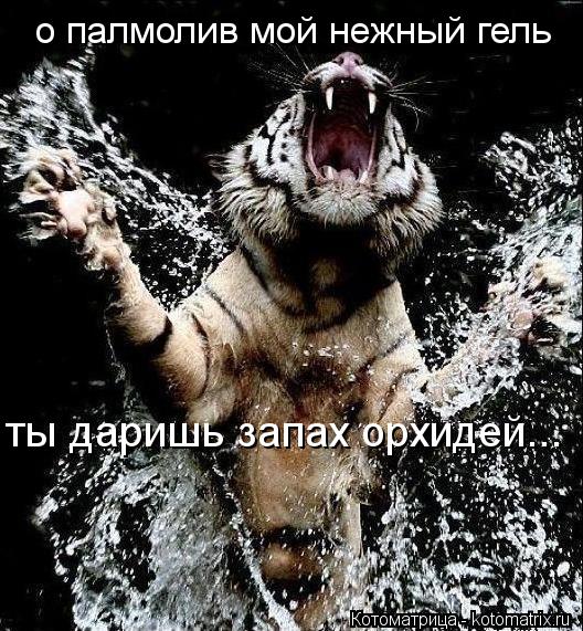 о палмолив мой нежный гель ты даришь запах орхидей...... Котоматрица: о палмолив мой нежный гель ты даришь запах орхидей...