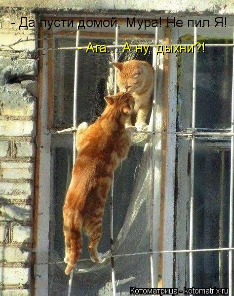 - Да пусти домой, Мура! Не пил Я! - Ага....А ну, дыхни?!... Котоматрица: - Да пусти домой, Мура! Не пил Я! - Ага....А ну, дыхни?!