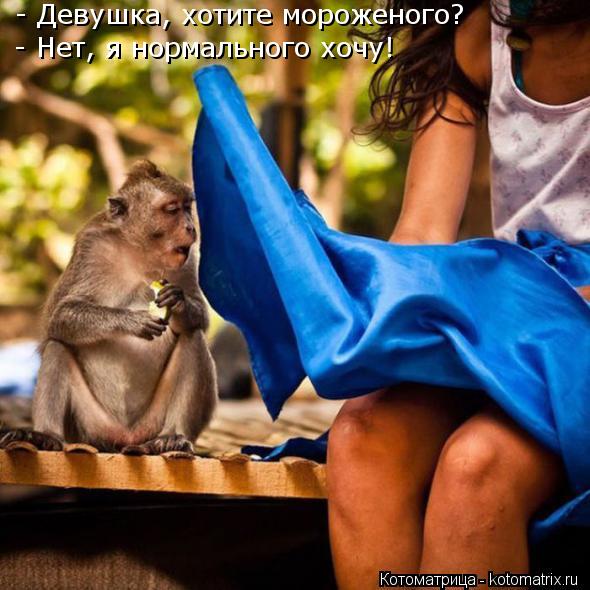 - Девушка, хотите мороженого? - Нет, я нормального хочу!... Котоматрица: - Девушка, хотите мороженого? - Нет, я нормального хочу!