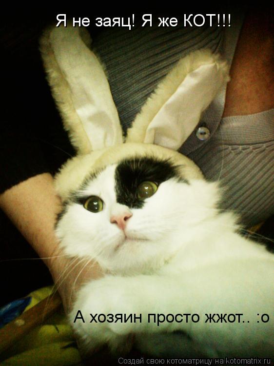 Я не заяц! Я же КОТ!!! А хозяин просто жжот.. :о... Котоматрица: Я не заяц! Я же КОТ!!! А хозяин просто жжот.. :о