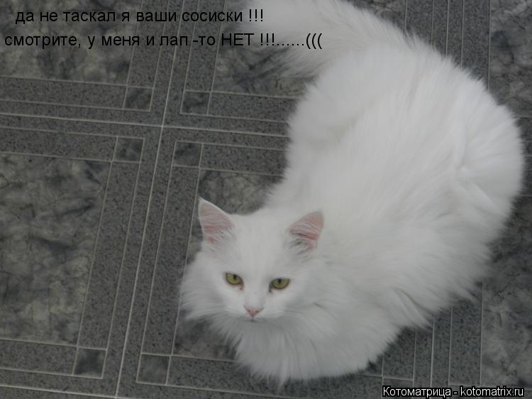 да не таскал я ваши сосиски !!! смотрите, у меня и лап -то НЕТ !!!......(((... Котоматрица: да не таскал я ваши сосиски !!! смотрите, у меня и лап -то НЕТ !!!......(((