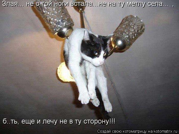 Злая... не с той ноги встала...не на ту метлу села... , б..ть, еще и лечу не в ту сторону!!!... Котоматрица: Злая... не с той ноги встала...не на ту метлу села... , б..ть, еще и лечу не в ту сторону!!!