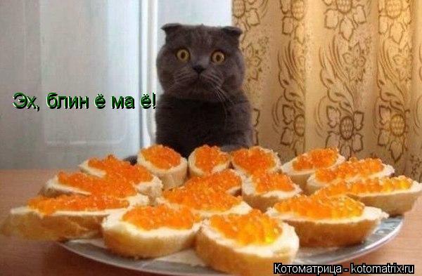 Эх, блин ё ма ё! Эх, блин ё ма ё!... Котоматрица: Эх, блин ё ма ё! Эх, блин ё ма ё!