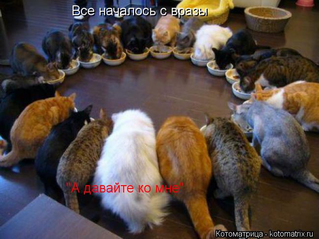 Все началось с вразы "А давайте ко мне"... Котоматрица: Все началось с вразы "А давайте ко мне"