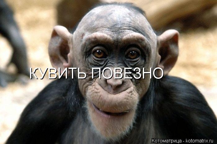 КУВИТЬ ПОВЕЗНО... Котоматрица: КУВИТЬ ПОВЕЗНО