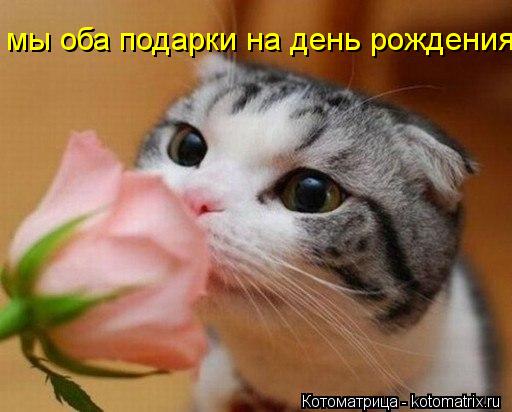 мы оба подарки на день рождения... Котоматрица: мы оба подарки на день рождения