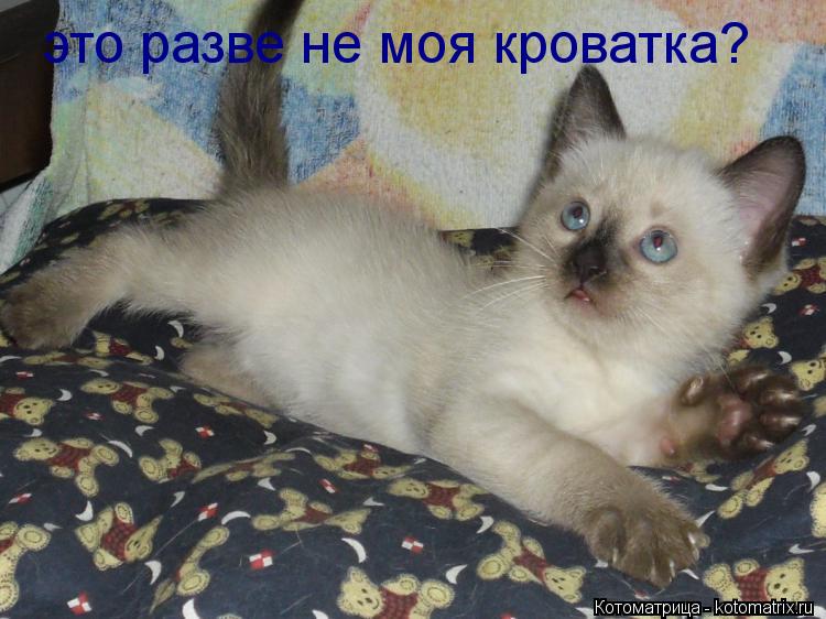 это разве не моя кроватка?... Котоматрица: это разве не моя кроватка?