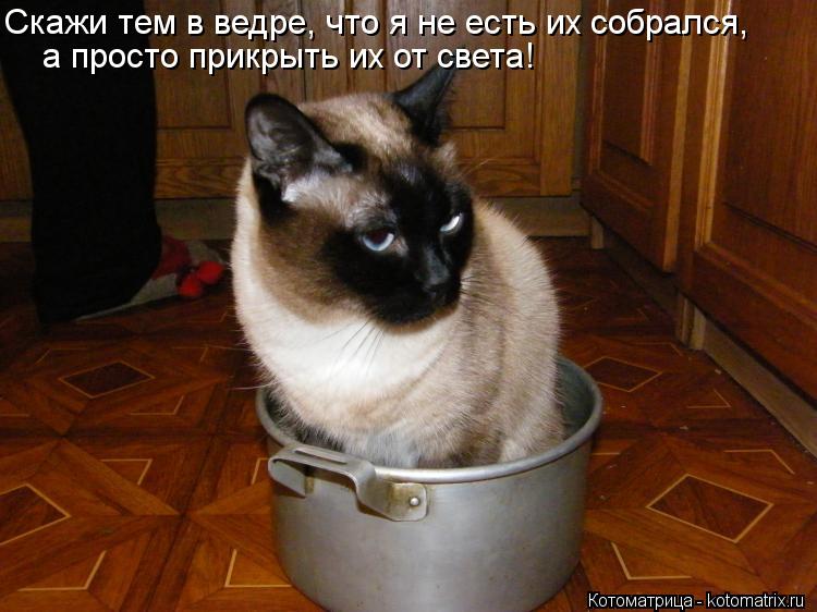 Скажи тем в ведре, что я не есть их собрался, а просто прикрыть их от света!... Котоматрица: Скажи тем в ведре, что я не есть их собрался, а просто прикрыть их от света!