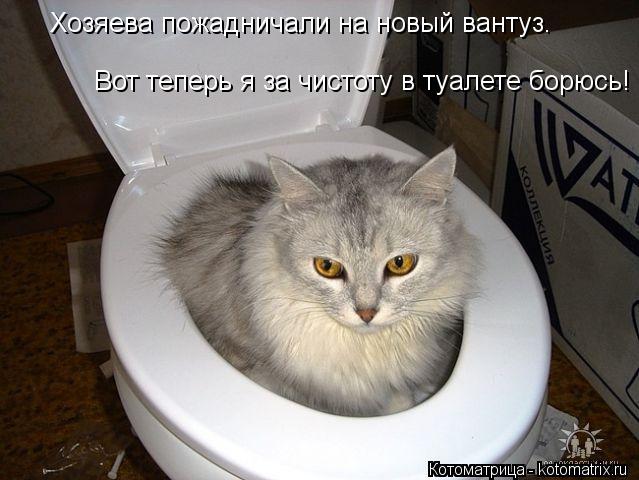 Хозяева пожадничали на новый вантуз. Вот теперь я за чистоту в туалете борюсь!... Котоматрица: Хозяева пожадничали на новый вантуз. Вот теперь я за чистоту в туалете борюсь!