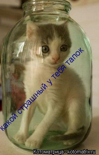 какой страшный у тебя тапок... Котоматрица: какой страшный у тебя тапок