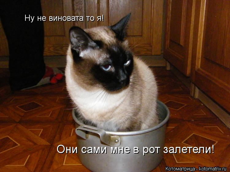 Ну не виновата то я! Они сами мне в рот залетели!... Котоматрица: Ну не виновата то я! Они сами мне в рот залетели!