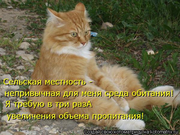 Сельская местность - непривычная для меня среда обитания! увеличения объема пропитания! Я требую в т... Котоматрица: Сельская местность - непривычная для меня среда обитания! увеличения объема пропитания! Я требую в три разА