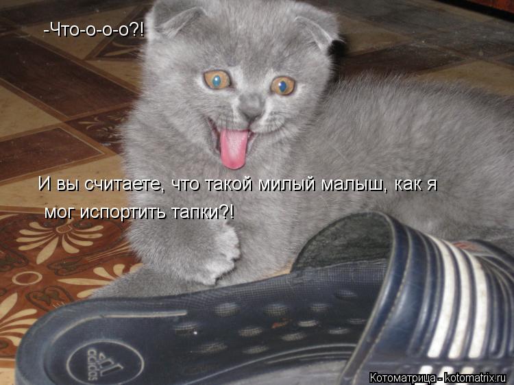 -Что-о-о-о?! И вы считаете, что такой милый малыш, как я И вы считаете, что такой милый малыш, как я ... Котоматрица: -Что-о-о-о?! И вы считаете, что такой милый малыш, как я И вы считаете, что такой милый малыш, как я мог испортить тапки?! мог испортить тапки?!
