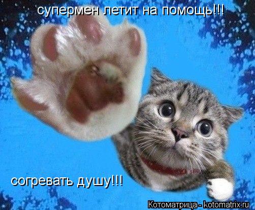 супермен летит на помощь!!! согревать душу!!!... Котоматрица: супермен летит на помощь!!! согревать душу!!!