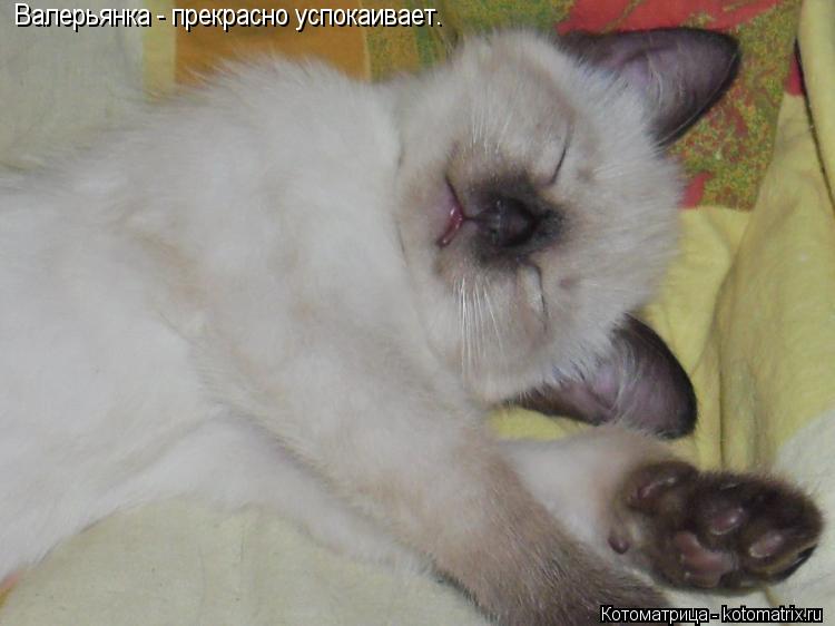 Валерьянка - прекрасно успокаивает.... Котоматрица: Валерьянка - прекрасно успокаивает.