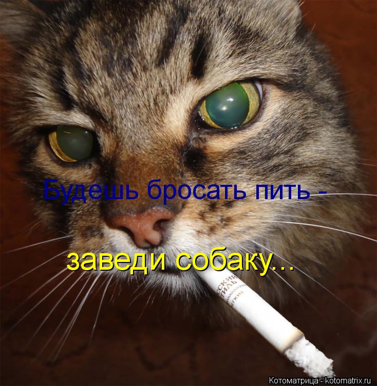 Будешь бросать пить - заведи собаку...... Котоматрица: Будешь бросать пить - заведи собаку...