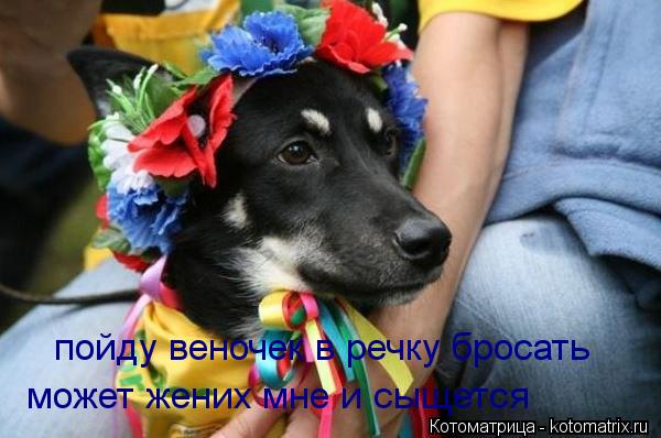 пойду веночек в речку бросать может жених мне и сыщется... Котоматрица: пойду веночек в речку бросать может жених мне и сыщется