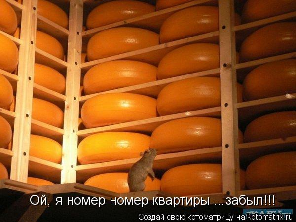 Ой, я номер номер квартиры ...забыл!!!... Котоматрица: Ой, я номер номер квартиры ...забыл!!!