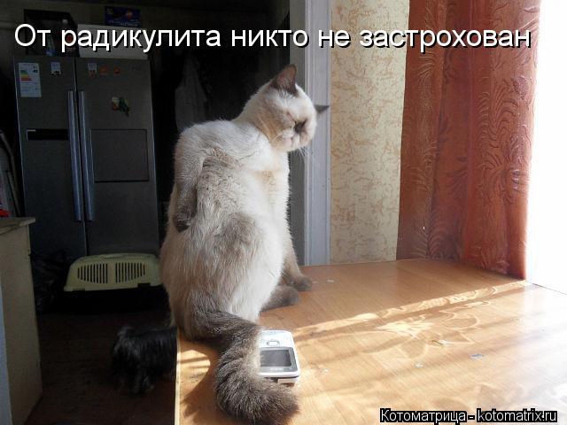 От радикулита никто не застрохован... Котоматрица: От радикулита никто не застрохован