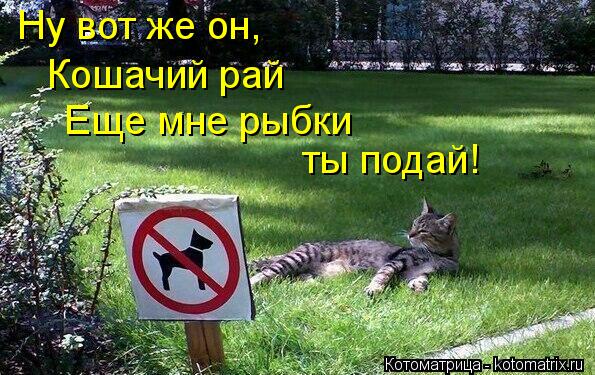 Ну вот же он, Кошачий рай Еще мне рыбки ты подай!... Котоматрица: Ну вот же он, Кошачий рай Еще мне рыбки ты подай!