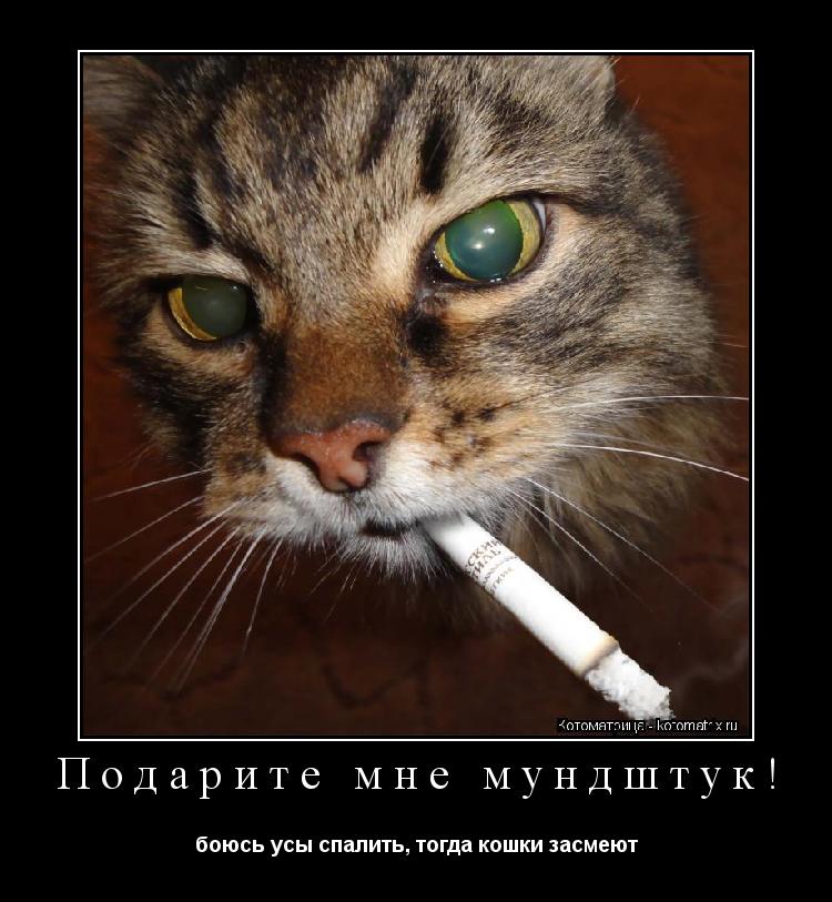 Подарите мне мундштук! боюсь усы спалить, тогда кошки засмеют... Котоматрица: Подарите мне мундштук! боюсь усы спалить, тогда кошки засмеют