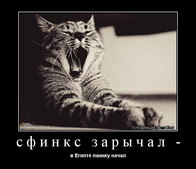 сфинкс зарычал - в Египте панику начал... Котоматрица: сфинкс зарычал - в Египте панику начал