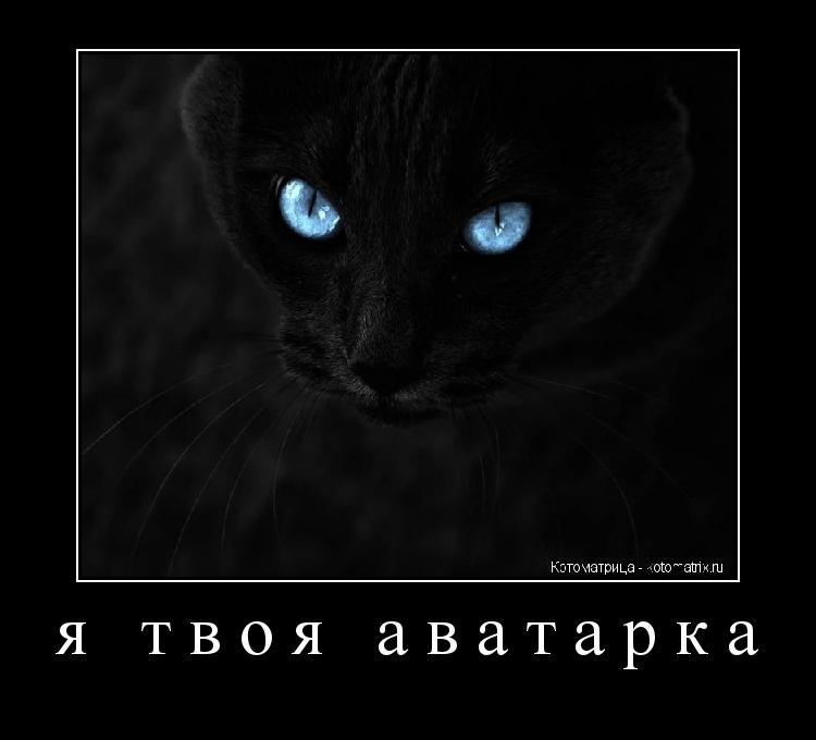 я твоя аватарка ... Котоматрица: я твоя аватарка