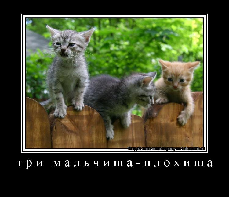 три мальчиша-плохиша ... Котоматрица: три мальчиша-плохиша