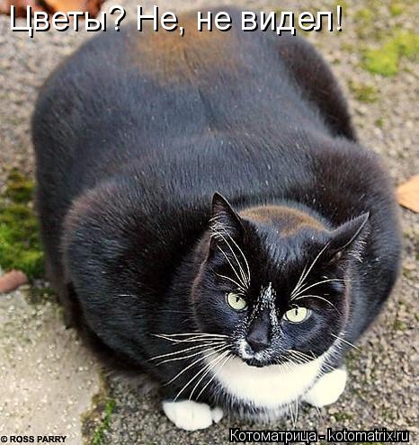 Цветы? Не, не видел!... Котоматрица: Цветы? Не, не видел!