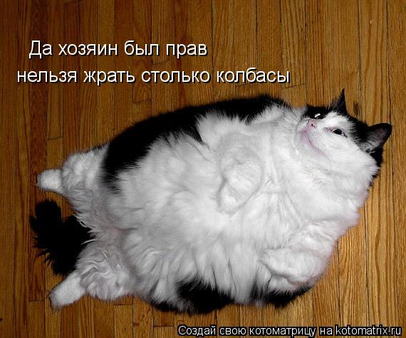 Да хозяин был прав нельзя жрать столько колбасы... Котоматрица: Да хозяин был прав нельзя жрать столько колбасы