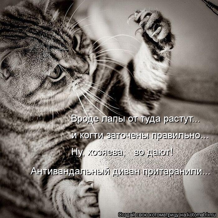 Вроде лапы от туда растут... и когти заточены правильно... Ну, хозяева, во дают! Антивандальный див... Котоматрица: Вроде лапы от туда растут... и когти заточены правильно... Ну, хозяева, во дают! Антивандальный диван притаранили...