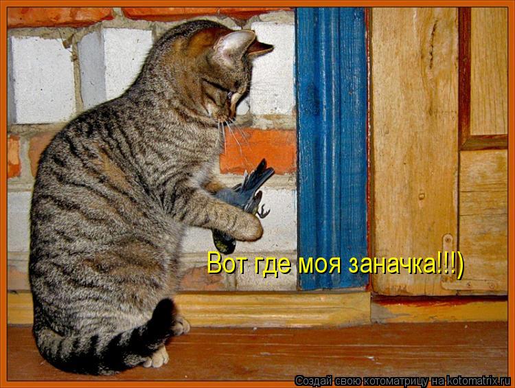 Вот где моя заначка!!!)... Котоматрица: Вот где моя заначка!!!)