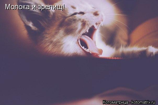 Молока и зрелищ!... Котоматрица: Молока и зрелищ!