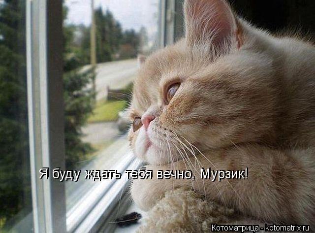 Я буду ждать тебя вечно, Мурзик! Я буду ждать тебя вечно, Мурзик!... Котоматрица: Я буду ждать тебя вечно, Мурзик! Я буду ждать тебя вечно, Мурзик!