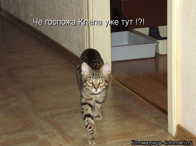 Чё госпожа Клёпа уже тут !?!... Котоматрица: Чё госпожа Клёпа уже тут !?!