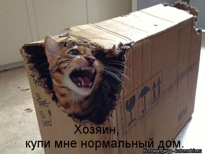 Хозяин, купи мне нормальный дом.... Котоматрица: Хозяин, купи мне нормальный дом.