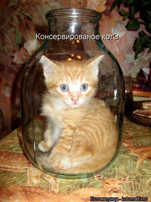 Консервированое котЭ... Котоматрица: Консервированое котЭ