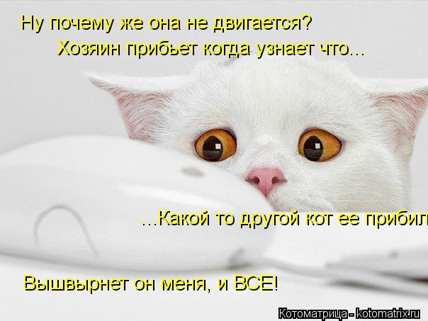 Ну почему же она не двигается? Хозяин прибьет когда узнает что... ...Какой то другой кот ее прибил В... Котоматрица: Ну почему же она не двигается? Хозяин прибьет когда узнает что... ...Какой то другой кот ее прибил Вышвырнет он меня, и ВСЕ!