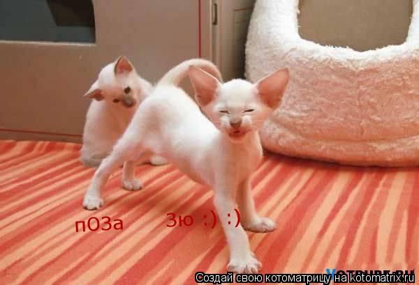 пОЗа Зю :) :)... Котоматрица: пОЗа Зю :) :)