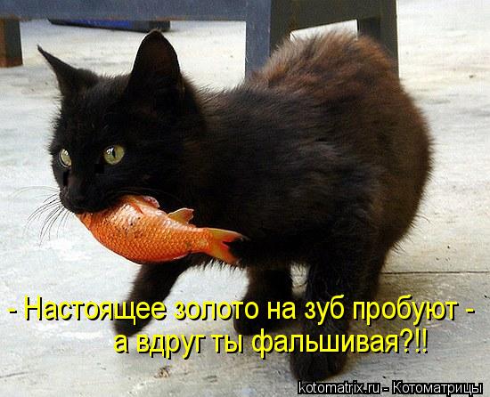 - Настоящее золото на зуб пробуют - а вдруг ты фальшивая?!!... Котоматрица: - Настоящее золото на зуб пробуют - а вдруг ты фальшивая?!!